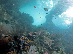 2012_07_27-Raja-Ampat-Coral-Triangle-photo-Lakshmi-Sawitri-Flickr-Creative-Commons